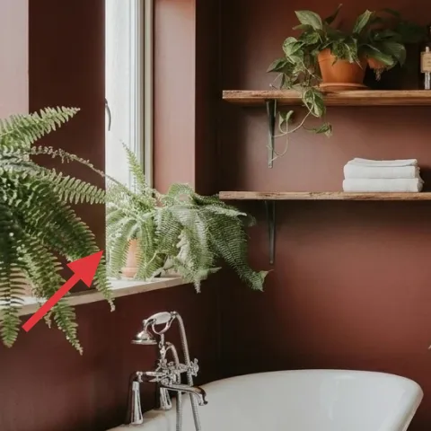 Green fern in window planter
