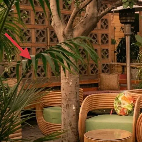 large potted palm tree
