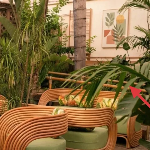 large potted tropical plants