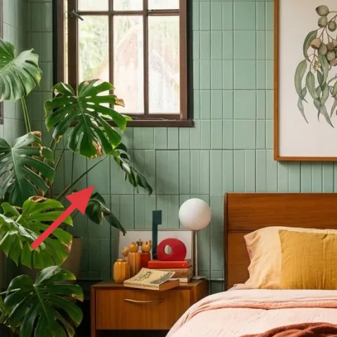 large monstera plant