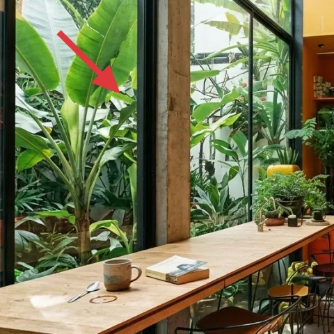 large potted plant by the window