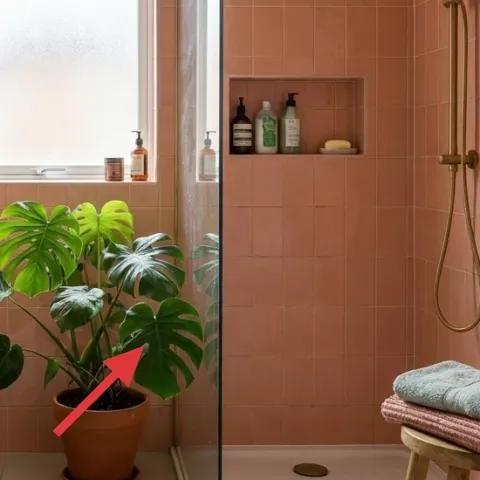 large tropical plant in terracotta pot