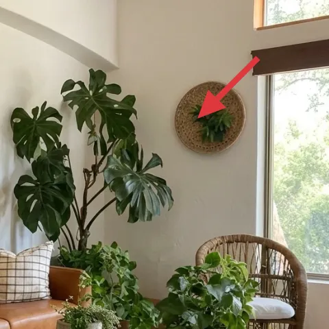 woven wall plant basket