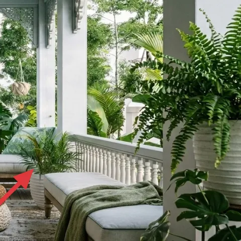 large fern in white pot