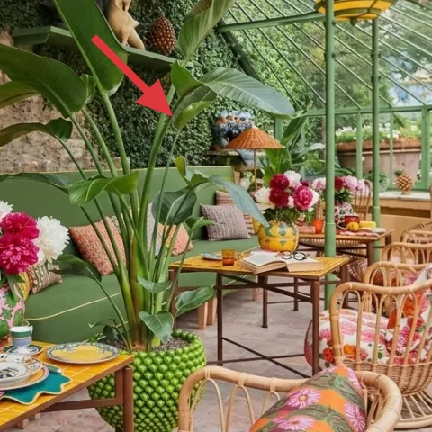 large potted green plant in the foreground