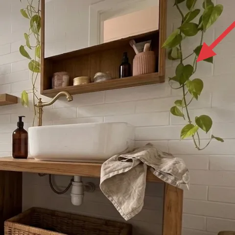 Trailing vine plant with green leaves