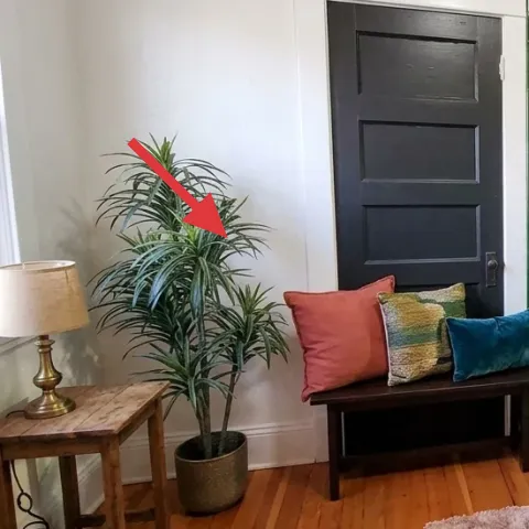 Potted tall plant