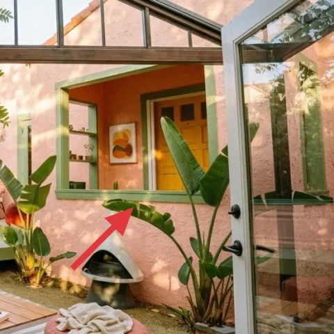 large potted plant with broad green leaves