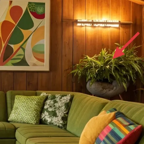 Large potted fern plant