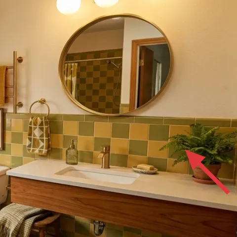 large potted plant on vanity