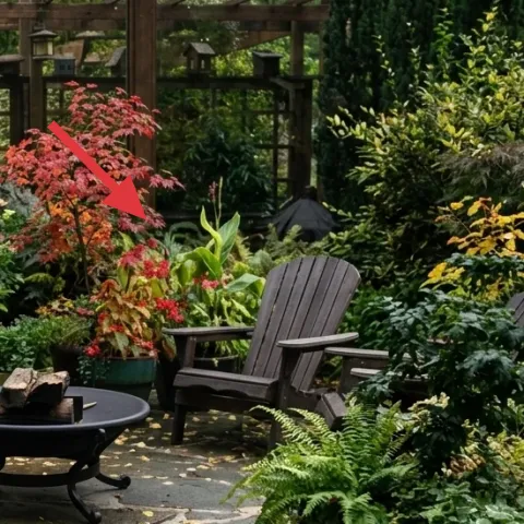 large flowering tree in a planter