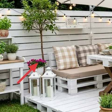 potted shrubs in white pots (table ledge)