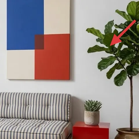 tall rubber plant in brown pot