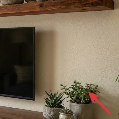 small potted succulents on right console