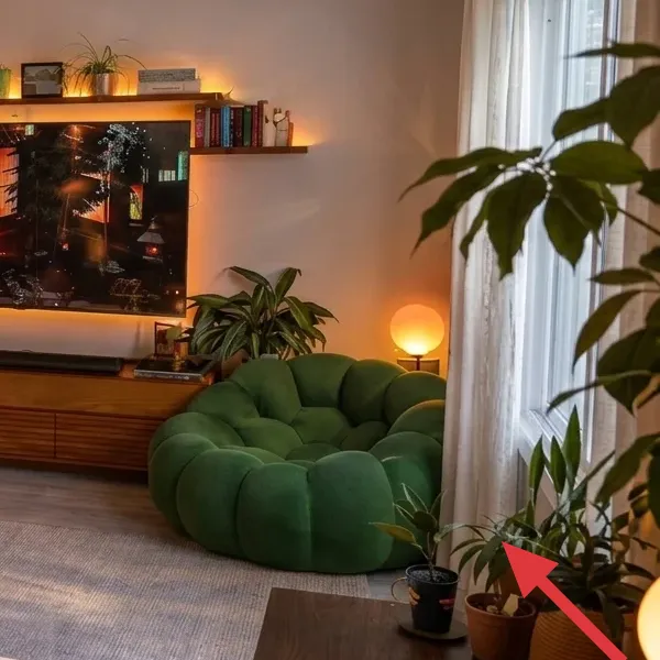 Terracotta potted plants with tall green leaves near the right side of the living room
