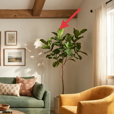 Potted leafy tree plant