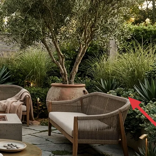 A mature olive tree in a large weathered terracotta pot, providing natural shade and greenery.